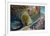 Panamic Green Moray Eel (Gymnothorax Castaneus)-Reinhard Dirscherl-Framed Photographic Print