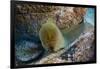 Panamic Green Moray Eel (Gymnothorax Castaneus)-Reinhard Dirscherl-Framed Photographic Print