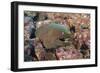 Panamic Green Moray Eel (Gymnothorax Castaneus)-Reinhard Dirscherl-Framed Photographic Print