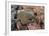 Panamic Green Moray Eel (Gymnothorax Castaneus)-Reinhard Dirscherl-Framed Photographic Print