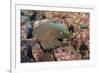 Panamic Green Moray Eel (Gymnothorax Castaneus)-Reinhard Dirscherl-Framed Photographic Print