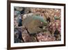 Panamic Green Moray Eel (Gymnothorax Castaneus)-Reinhard Dirscherl-Framed Photographic Print