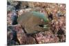 Panamic Green Moray Eel (Gymnothorax Castaneus)-Reinhard Dirscherl-Mounted Photographic Print