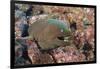 Panamic Green Moray Eel (Gymnothorax Castaneus)-Reinhard Dirscherl-Framed Photographic Print