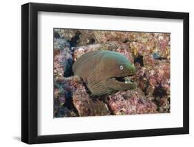 Panamic Green Moray Eel (Gymnothorax Castaneus)-Reinhard Dirscherl-Framed Photographic Print