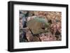 Panamic Green Moray Eel (Gymnothorax Castaneus)-Reinhard Dirscherl-Framed Photographic Print