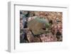 Panamic Green Moray Eel (Gymnothorax Castaneus)-Reinhard Dirscherl-Framed Photographic Print