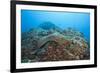 Panamic Green Moray Eel (Gymnothorax Castaneus)-Reinhard Dirscherl-Framed Photographic Print