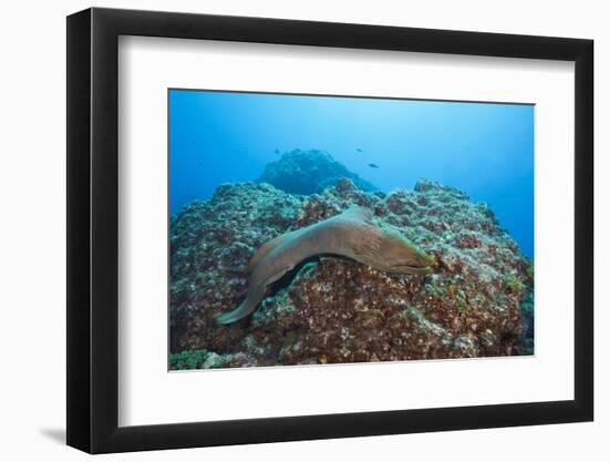 Panamic Green Moray Eel (Gymnothorax Castaneus)-Reinhard Dirscherl-Framed Photographic Print