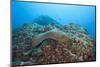 Panamic Green Moray Eel (Gymnothorax Castaneus)-Reinhard Dirscherl-Mounted Photographic Print