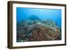 Panamic Green Moray Eel (Gymnothorax Castaneus)-Reinhard Dirscherl-Framed Photographic Print