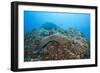 Panamic Green Moray Eel (Gymnothorax Castaneus)-Reinhard Dirscherl-Framed Photographic Print