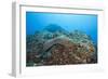 Panamic Green Moray Eel (Gymnothorax Castaneus)-Reinhard Dirscherl-Framed Photographic Print