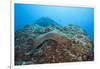 Panamic Green Moray Eel (Gymnothorax Castaneus)-Reinhard Dirscherl-Framed Photographic Print