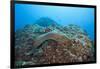 Panamic Green Moray Eel (Gymnothorax Castaneus)-Reinhard Dirscherl-Framed Photographic Print