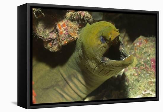 Panamic Green Moray Eel Showing it's Teeth-Hal Beral-Framed Stretched Canvas