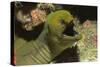 Panamic Green Moray Eel Showing it's Teeth-Hal Beral-Stretched Canvas