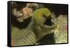 Panamic Green Moray Eel Showing it's Teeth-Hal Beral-Framed Stretched Canvas