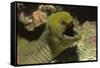 Panamic Green Moray Eel Showing it's Teeth-Hal Beral-Framed Stretched Canvas