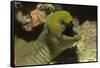 Panamic Green Moray Eel Showing it's Teeth-Hal Beral-Framed Stretched Canvas