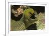 Panamic Green Moray Eel Showing it's Teeth-Hal Beral-Framed Photographic Print