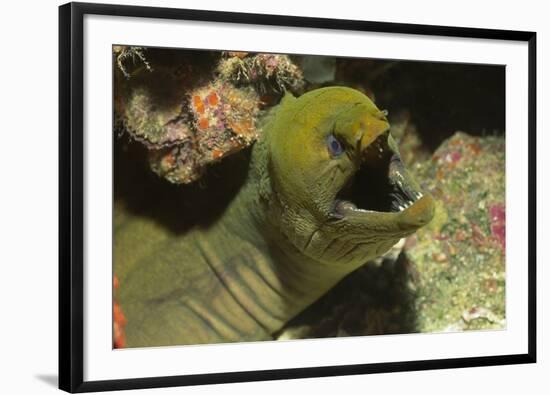 Panamic Green Moray Eel Showing it's Teeth-Hal Beral-Framed Photographic Print