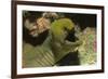 Panamic Green Moray Eel Showing it's Teeth-Hal Beral-Framed Photographic Print