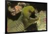 Panamic Green Moray Eel Showing it's Teeth-Hal Beral-Framed Photographic Print