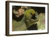 Panamic Green Moray Eel Showing it's Teeth-Hal Beral-Framed Photographic Print