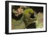 Panamic Green Moray Eel Showing it's Teeth-Hal Beral-Framed Photographic Print