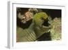 Panamic Green Moray Eel Showing it's Teeth-Hal Beral-Framed Photographic Print