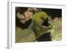Panamic Green Moray Eel Showing it's Teeth-Hal Beral-Framed Photographic Print