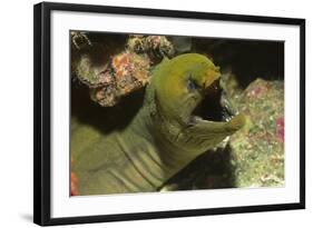 Panamic Green Moray Eel Showing it's Teeth-Hal Beral-Framed Photographic Print