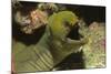 Panamic Green Moray Eel Showing it's Teeth-Hal Beral-Mounted Photographic Print