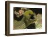 Panamic Green Moray Eel Showing it's Teeth-Hal Beral-Framed Photographic Print