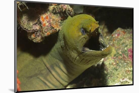 Panamic Green Moray Eel Showing it's Teeth-Hal Beral-Mounted Photographic Print