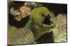 Panamic Green Moray Eel Showing it's Teeth-Hal Beral-Mounted Photographic Print