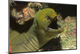 Panamic Green Moray Eel Showing it's Teeth-Hal Beral-Mounted Photographic Print