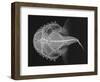 Pancake Batfish-Sandra J. Raredon-Framed Art Print