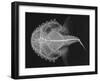 Pancake Batfish-Sandra J. Raredon-Framed Art Print