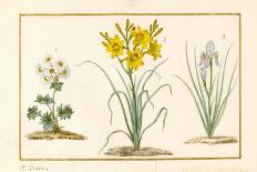 Annemone, Hemerocale and Iris (Detail) (Graphite, W/C and Bodycolour on Vellum)-Pancrace Bessa-Giclee Print