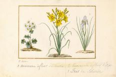 Annemone, Hemerocale and Iris-Pancrace Bessa-Giclee Print