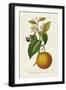 Black Frame