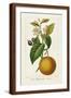 Brown Frame