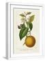 White Frame
