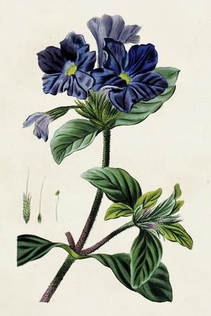 Antique Floral Folio IV