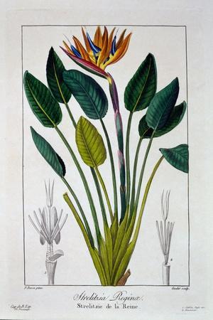Bird of Paradise, or Crane Flower, 1836