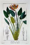 Mandragora Officinarum, 1836-Pancrace Bessa-Giclee Print