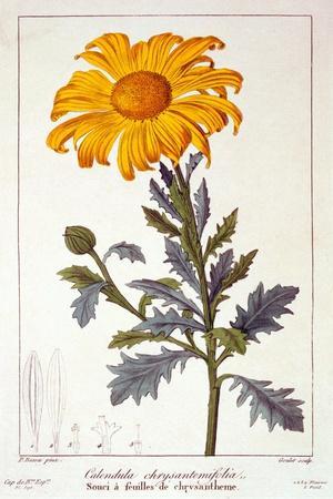 Calenudla Officinalis, or Pot Marigold, 1836