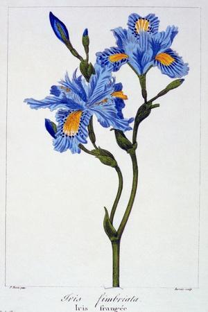 Fringed Iris, 1836